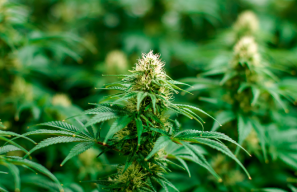 Cannabis Plant with other plants in the background