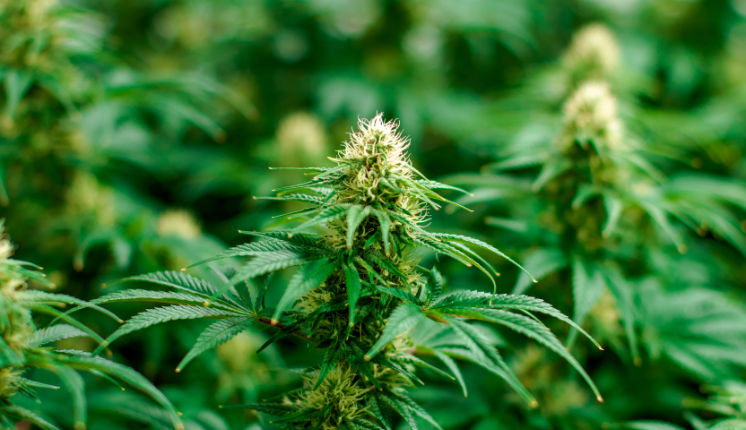 Cannabis Plant with other plants in the background