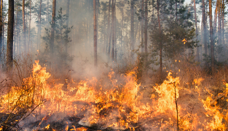 Fire with trees in the background