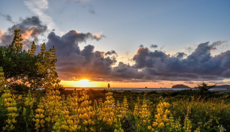 A field of yellow flowers with a sunset in the background