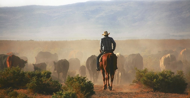 Modoc County Cattle Ranching Man on Horse_Photo Contest Submission Larry Turney_AboutPageImage Man on a horse surrounded by cattle and mountains