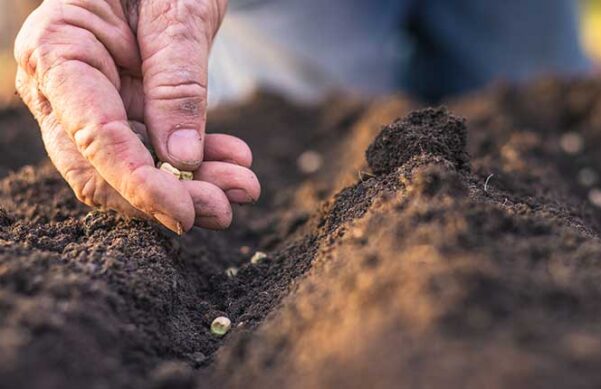 a hand planting seeds