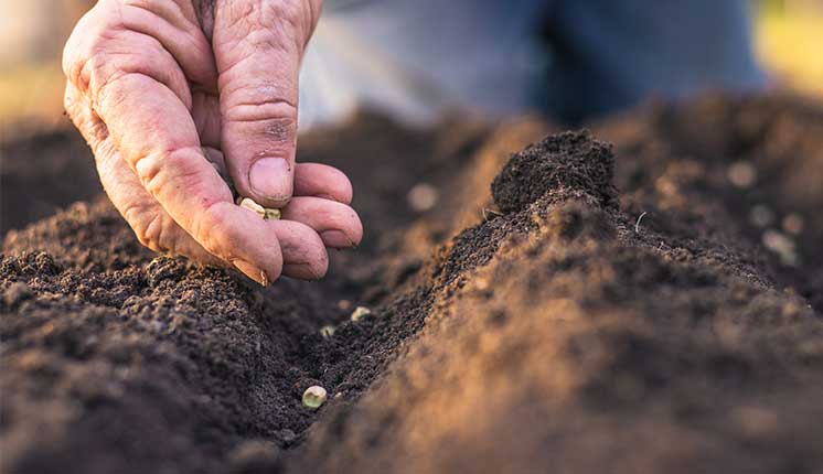 a hand planting seeds