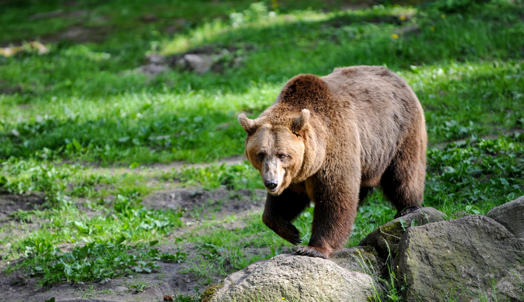 Grizzly bear walking on grass