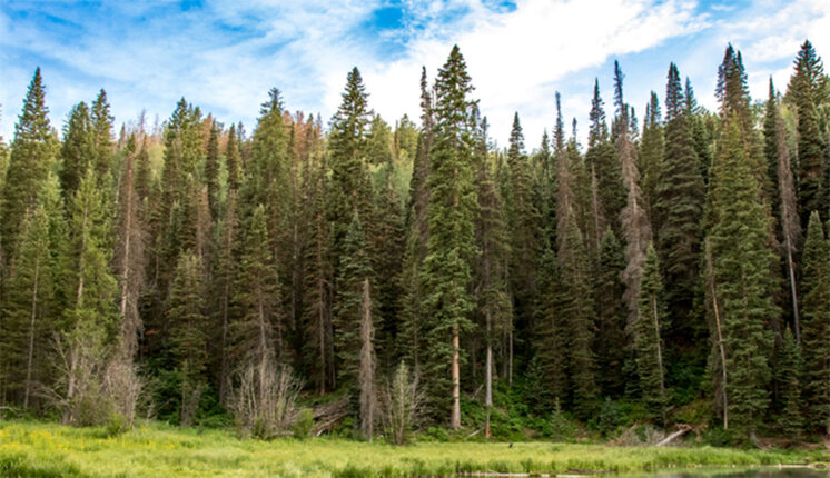 A green forest.