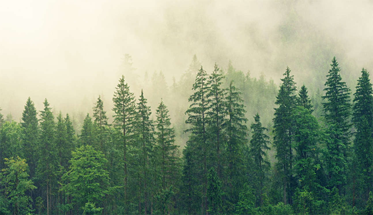 Forest trees with wildfire smoke