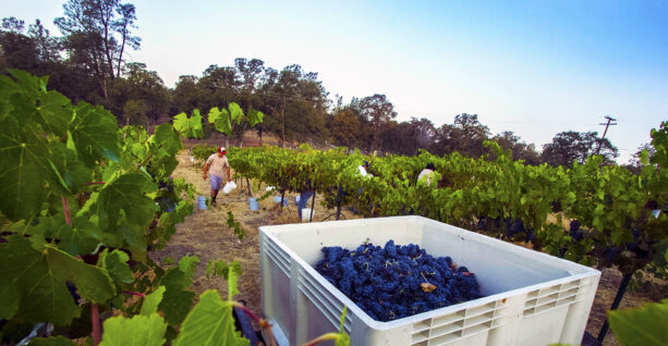 Bin of grapes being harvested in a vineyard