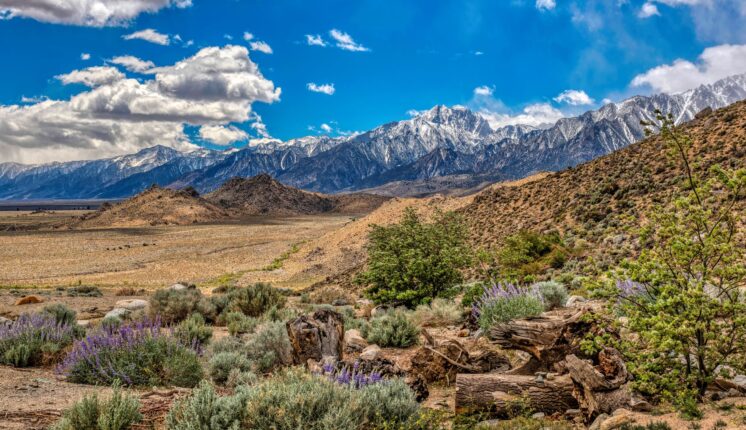 Purple wildflowers and green shrubs with snowcapped mountains in the background