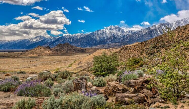 Purple wildflowers and green shrubs with snowcapped mountains in the background