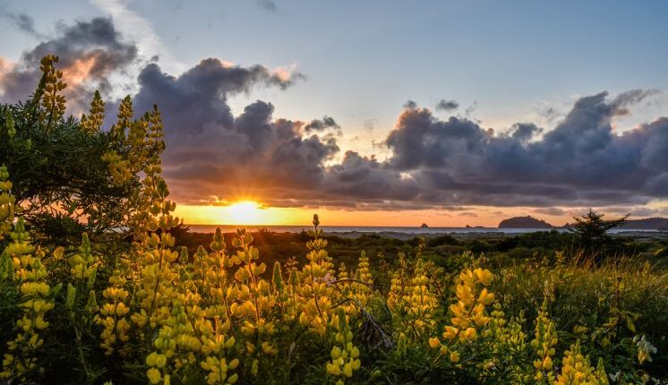 Yellow flowers and sunset and clouds in the background