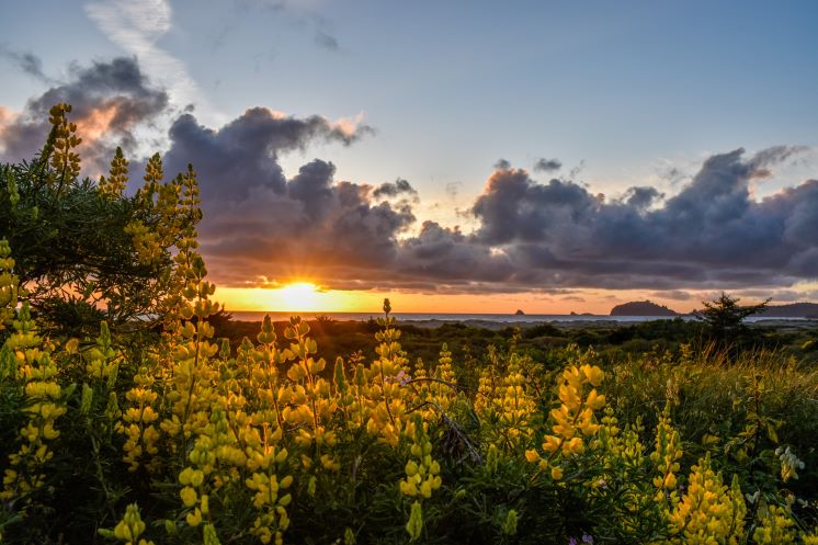Yellow flowers and sunset and clouds in the background