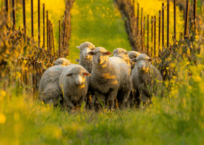 Sheep in a green vineyard with yellow flowers around them.