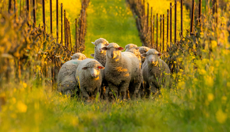 Sheep in a green vineyard with yellow flowers around them.