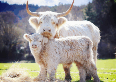 An adult white highland cow stands behind a baby white highland cow with grass and hay on the grown.