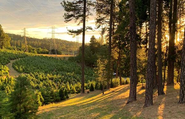 Christmas Trees next to a forest, telephone lines in the distance