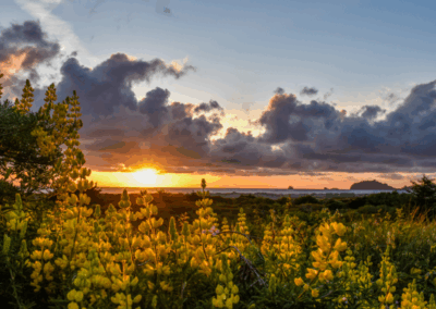 2024 Photo Contest Winner - Lisa Wilhelmi Perkins - Humboldt County