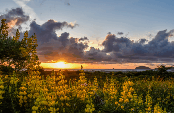2024 Photo Contest Winner - Lisa Wilhelmi Perkins - Humboldt County