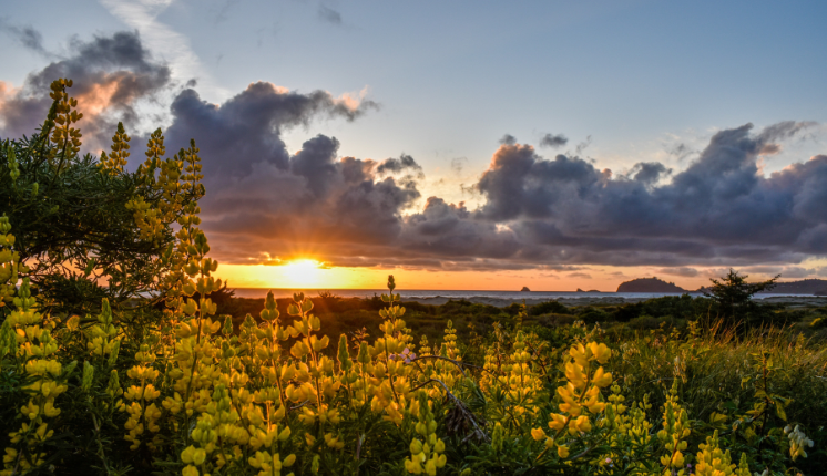 2024 Photo Contest Winner - Lisa Wilhelmi Perkins - Humboldt County
