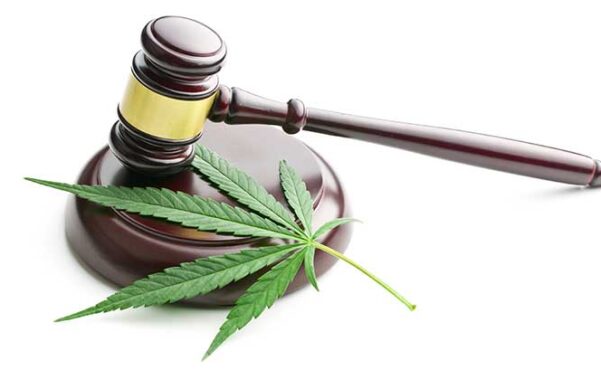 cannabis leaf laying on gavel