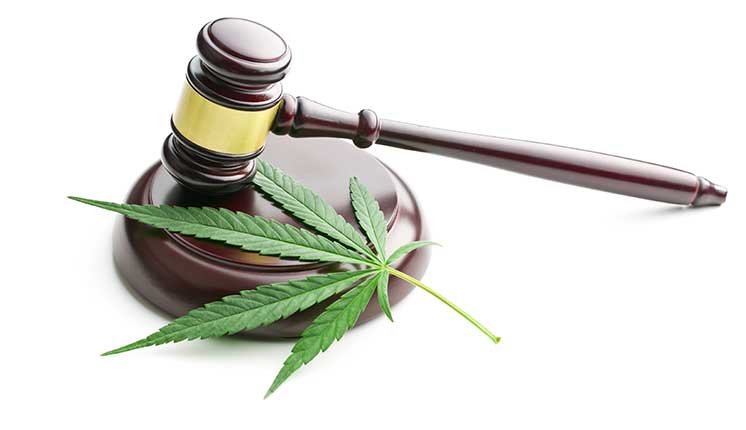 cannabis leaf laying on gavel