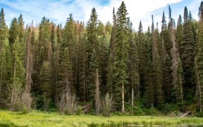 State Board of Forestry Gets New Executive Director