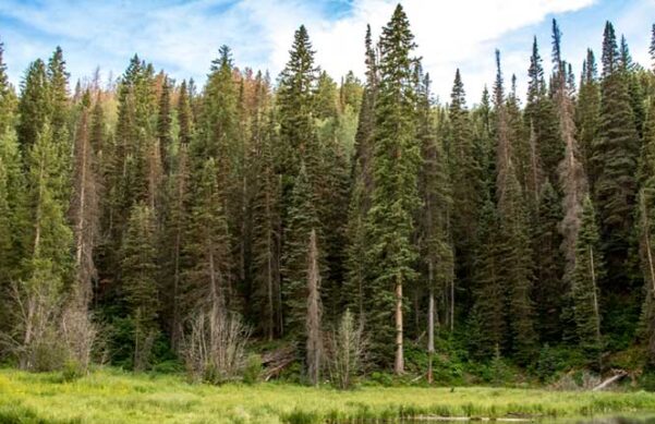 A green forest