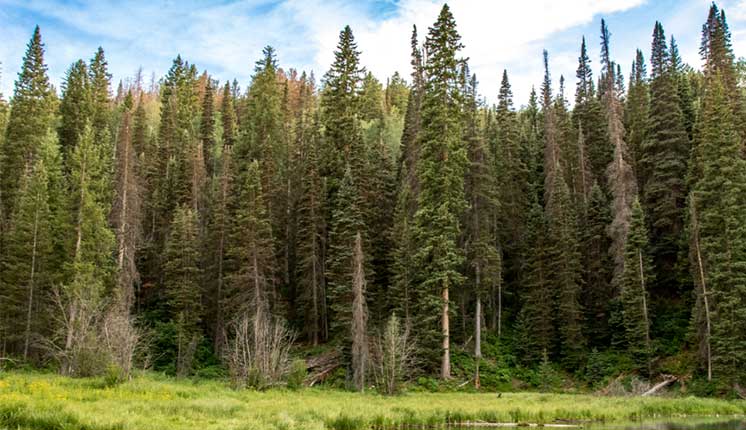 A green forest