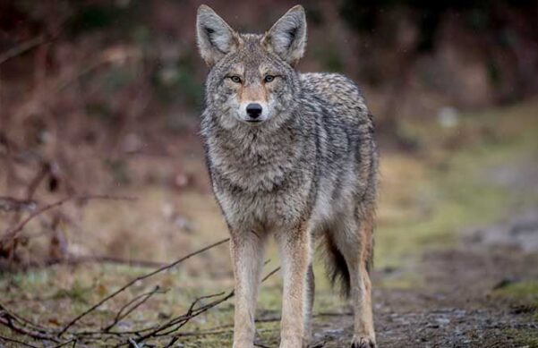 coyote