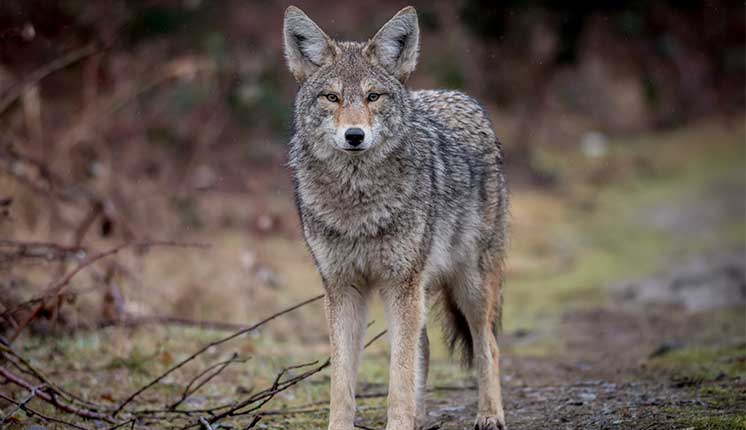 coyote
