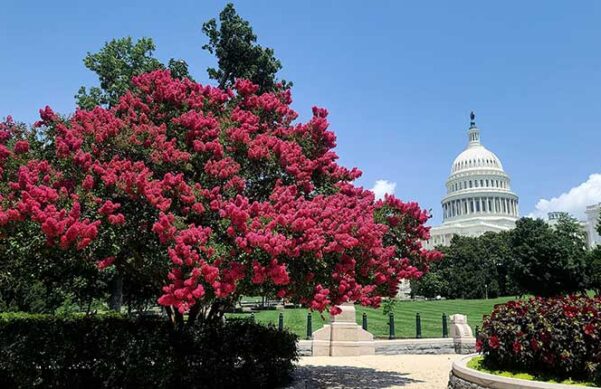 US Capitol in background with flowery trees in the foreground.