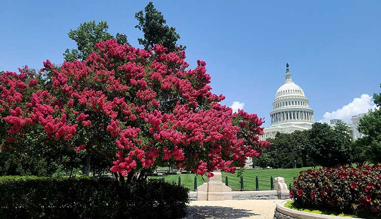 US Capitol in background with flowery trees in the foreground.