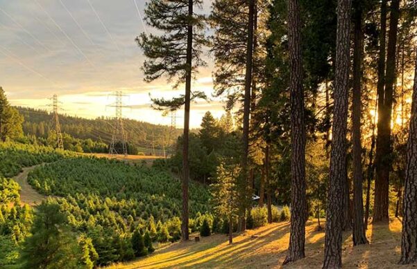 forest in forefront, field and powerlines in the distance