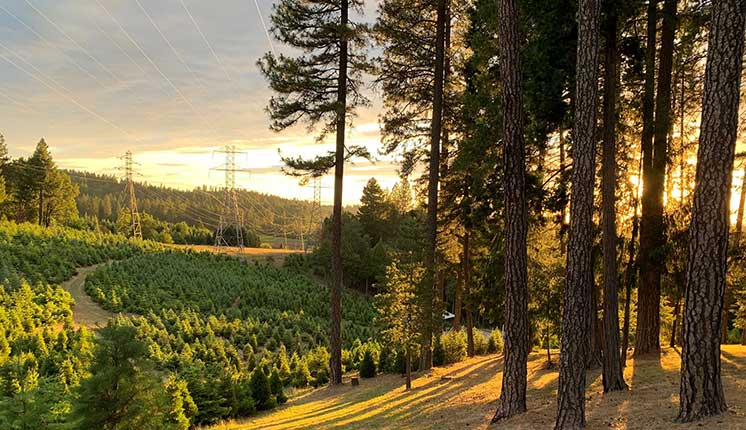 forest in forefront, field and powerlines in the distance