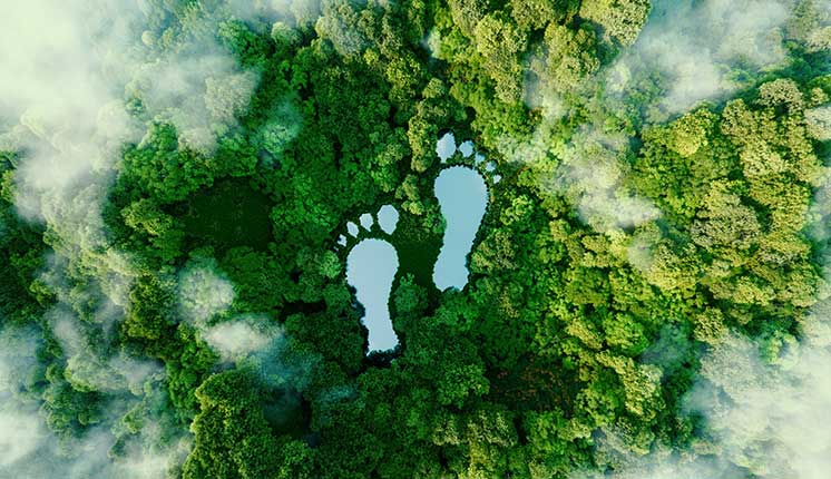 footprints in forest from ten thousand foot view