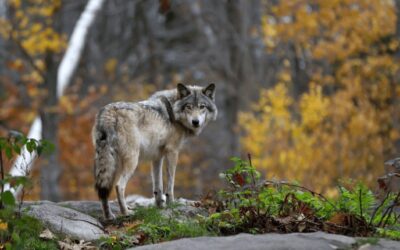 State Launches Pilot Effort on Gray Wolf Management