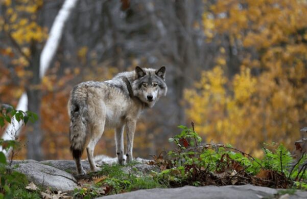 Gray wolf standing on a rock in an autumn forest