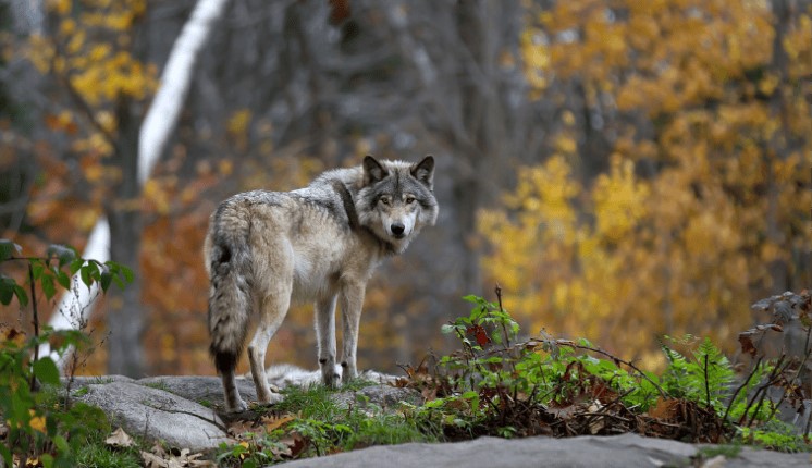 Gray wolf standing on a rock in an autumn forest