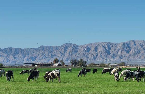 cattle grazing in grassy field with mountain range in background