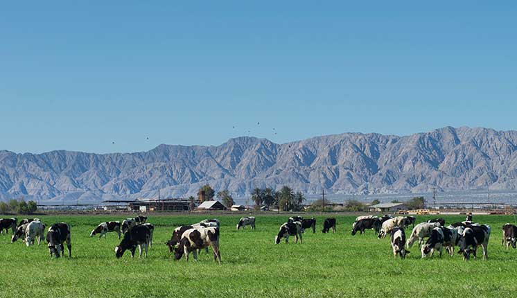 cattle grazing in grassy field with mountain range in background