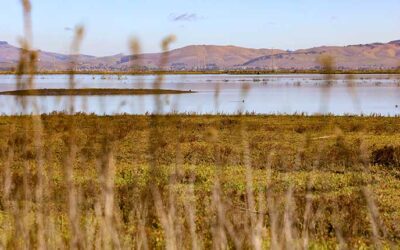 California Congressional Representatives Introduce Legislation to Expand San Pablo Bay National Wildlife Refuge
