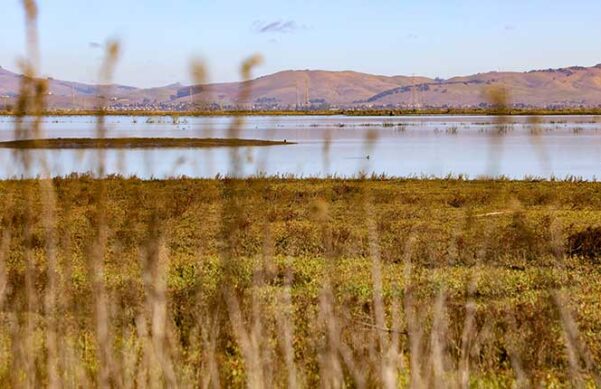 San Pablo Bay National Wildlife Refuge grass of varying lengths beside a body of water