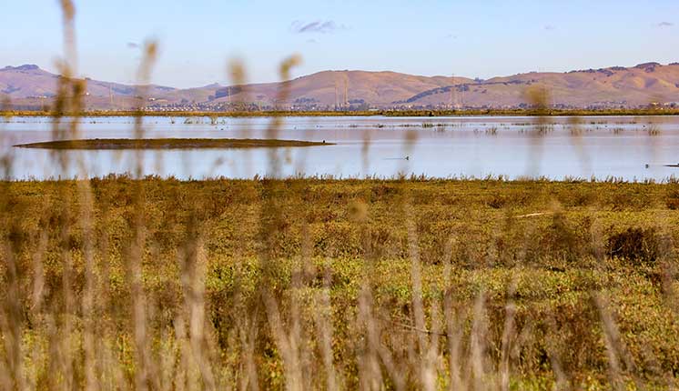San Pablo Bay National Wildlife Refuge grass of varying lengths beside a body of water