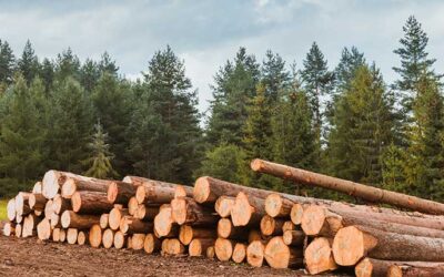 President Trump Issues Executive Order on Timber Production