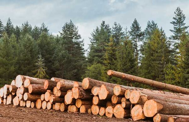 stacked timber with forest in the background