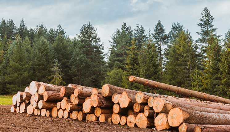 stacked timber with forest in the background