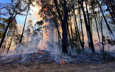 PG&E Releases 2026-2028 Wildfire Mitigation Plan