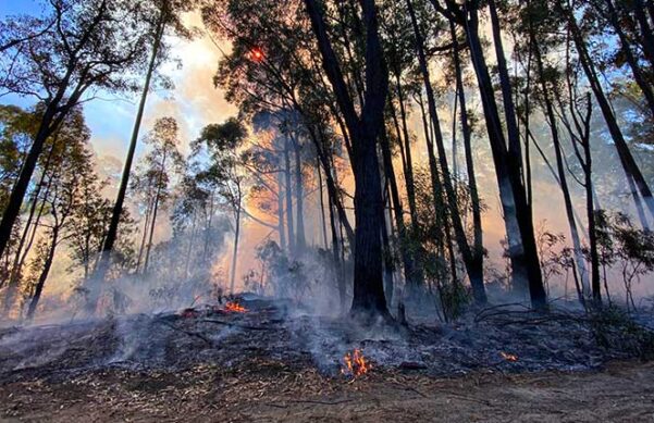 smoke and smoldering flames in wooded area