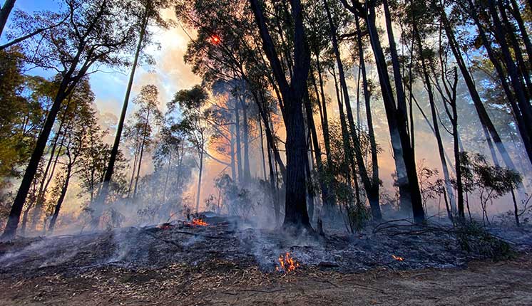 smoke and smoldering flames in wooded area