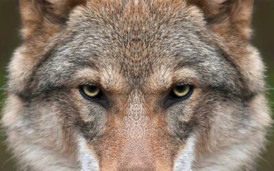 State to Increase Gray Wolf Management Efforts