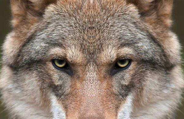 closeup of wolf, focused on the eyes.